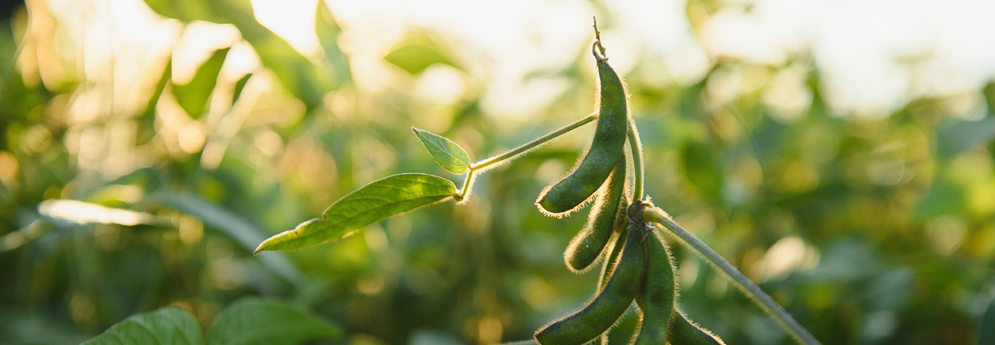 Five Things to Watch in the Soybean Market in 2024